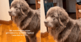 Newfoundland Dog Refuses to Bark During ‘Robbery,’ Teaching His Human Hilarious Lesson