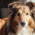 6 Things Your Dog Really Wants From You – Petsworld