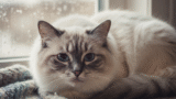 Oral Ulcers in Cats | Animal Wellness Magazine