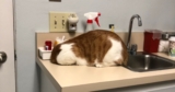 Orange Cat’s Hilarious Reaction to a Vet Visit Goes Viral