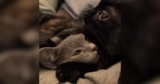 Orphan Kittens Find a Dad in Baby Corn, a Special-Needs Cat With a Huge Heart