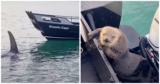Otter Seeks Refuge On Man’s Boat As He Barely Escapes Jaws Of Killer Whale