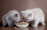 Our Top 10 Picks for the Best Cat Food