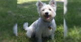 Owner Took In Stray Dog Believing She Was Westie, DNA Test Changed Everything