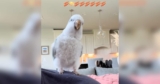 Parrot Asks for Favorite Song to Sing and Dance Along