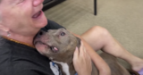 Pit Bull Missing For 8-Years Shows Up Malnourished But ‘Full Of Love’