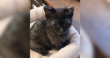 Precious Enormous-Eyed Kitten Looks Unreal, but Her Story Is Very Real