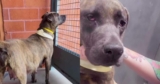 Pregnant Pittie Was Running Out of Time, Then Hope Arrived