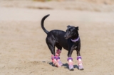 Prosthetics for amputee dogs | Animal Wellness Magazine