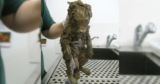 Puppy Rescued From Muddy Pit Turns Out Not To Be a Puppy at All