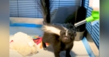 Rescue Baby Skunk Charms Hearts with His Adorable Attempt to ‘Act Tough’