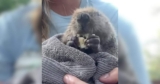 Rescue Beaver Munching Snacks Is the Chill Content We Needed