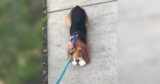 Rescued Lab Beagle Refused To Walk, Now She Walks For Treats