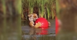 Rescued Zoo Tiger Meets Water for the First Time and It’s Magical