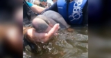 Rescuers Find Baby Dolphin and Mom Stuck in Pond, Work to Bring Them Back to the Ocean
