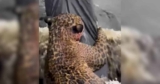 Rescuers Save Jaguar From Amazon River as Authorities Investigate Apparent Cruelty