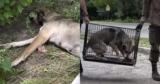 Rescuers Stop A Man’s Chilling Plan For His Dog’s Puppies Just In Time