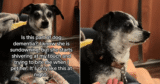 Senior Dog’s Nighttime Dementia Symptoms Break Hearts