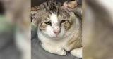 Shelter Cat’s “Saddest” Face Hides the Sweetest Heart