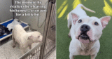 Shelter Dog’s Heartwarming Reaction to Simple Walk, Wins Him Forever Home