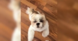 Shih Tzu’s Reaction to Being Filmed Has the Funniest Plot Twist: “What Did You Do?”