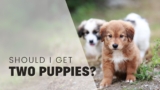Should You Get Two Puppies at Once? Double Trouble or Twice the Fun?