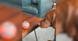 Silly Dog Wants the Ball So Bad He’ll Balance Literally Anything On His Head