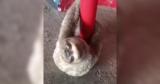Sloths Keep Showing Up in the Strangest Places, So This Man Steps In Every Time