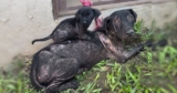 Starving Mama Dog Tied to Fence Used Scraps to Feed Her Only Surviving Puppy