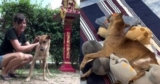 Stray Dog’s Severe Infection Nearly Took Him—Now He’s Standing Strong