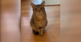 Tabby Cat Acts Like a Little Kid and Won’t Stop Begging for Trampoline Time