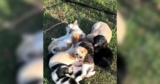 Tabby Cat “Kidnaps” Newborn Puppies And Claims Them As Her Own