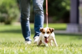 Teach Your Traveling Dog To Stop Pulling On The Leash