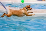 Teaching Your Dog To Swim