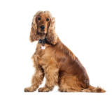 Temperament, Health & Exercise – Petsworld