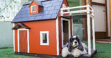 The 12 Best Dog Houses