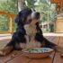 My Word! Your Dog Possesses Amazing Language Learning Skills