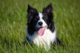 The 13 Best Dog Food Toppers for Border Collies