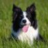 Common Canine Idiosyncrasies and What They Mean