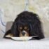 Dog Breeds That Start With B (2026): 25 Breeds You’ll Love