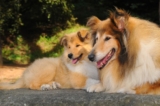 The 13 Best Dog Food Toppers for Collies