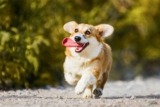 The 13 Best Dog Food Toppers for Corgis