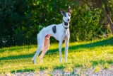 The 13 Best Dog Food Toppers for Greyhounds