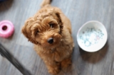 The 13 Best Dog Food Toppers for Labradoodles