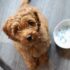 The 13 Best Dog Food Toppers for Jack Russells