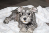 The 13 Best Dog Food Toppers for Schnauzers