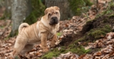 The 13 Best Dog Food Toppers for Shar Peis