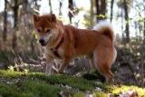 The 13 Best Dog Food Toppers for Shiba Inus