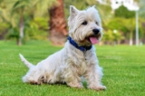 The 13 Best Dog Food Toppers for Westies