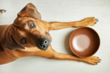 The 13 Best Dog Foods – 2025